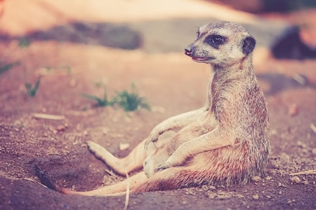 精神分裂症要和哪些疾病进行鉴别